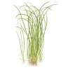 16556 sagittaria subulata needle leaf 1 2 grow