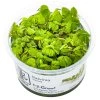 16559 1 salvinia minima 1 2 grow