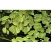 16559 4 salvinia minima 1 2 grow
