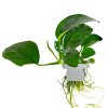 16568 2 anubias barteri caladiifolia clip