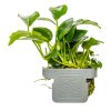 16574 anubias barteri petite clip