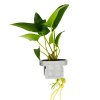 16583 2 anubias gracilis clip