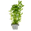 16586 bacopa monnieri compact clip