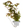 16616 3 ludwigia palustris super red clip
