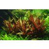 16622 1 alternanthera reineckii pink