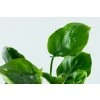 16628 2 anubias barteri coin leaf