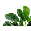 16643 1 anubias barteri var nana kirin