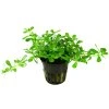 16655 1 bacopa monnieri compact