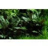 16673 1 cryptocoryne beckettii petchii