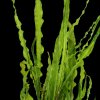 16676 cryptocoryne crispatula