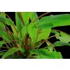 109 Cryptocoryne wendtii RGB (2 1)