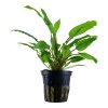 16685 cryptocoryne wendtii green
