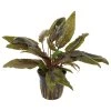 16688 cryptocoryne wendtii tropica
