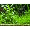 16691 2 cryptocoryne x willisii