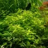 16787 ludwigia palustris green