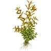 16832 rotala rotundifolia