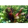 16868 2 echinodorus x barthii xl