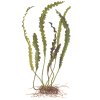 16880 aponogeton longiplumulosus cibulka
