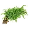 16901 vesicularia ferriei weeping moss vanicka