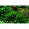 16904 3 vesicularia montagnei christmas moss vanicka