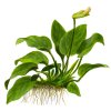 16910 anubias barteri sp na korenu