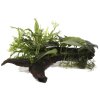 16919 1 microsorum anubias duet na korenu