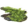 16943 vesicularia montagnei christmas moss na korenu