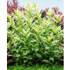 polysperma white
