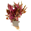 Alternanthera reineckii 'Rosanervig', clip