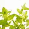Bacopa caroliniana, clip
