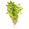 Bacopa caroliniana, clip