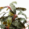 Bucephalandra 'Kedagang', clip