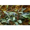 Bucephalandra 'Kedagang', clip