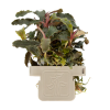 Bucephalandra 'Kedagang', clip