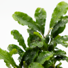 Bucephalandra pygmaea 'Bukit Kelam', clip