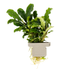Bucephalandra pygmaea 'Bukit Kelam', clip