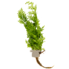Ceratopteris thalictroides, clip