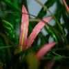 Cryptocoryne spiralis 'Red', clip