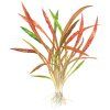 Cryptocoryne spiralis 'Red', clip