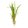Cryptocoryne spiralis 'Red', clip