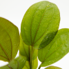 Echinodorus 'Reni', clip