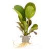 Echinodorus 'Reni', clip