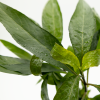 Hygrophila corymbosa 'Stricta', clip