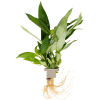 Hygrophila corymbosa 'Stricta', clip