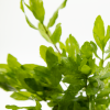Hygrophila polysperma, clip