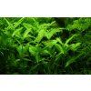 Hygrophila polysperma, clip