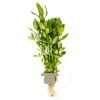 Hygrophila polysperma, clip