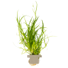 Juncus repens, clip