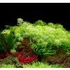 Myriophyllum mattogrossense, clip