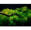 Myriophyllum mattogrossense, clip